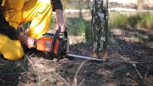 How Our Tree Care Process Works  in  Shelter Island Heights, NY