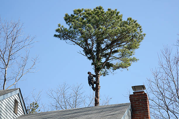 Best Seasonal Cleanup (Spring/Fall)  in Shelter Island Heights, NY